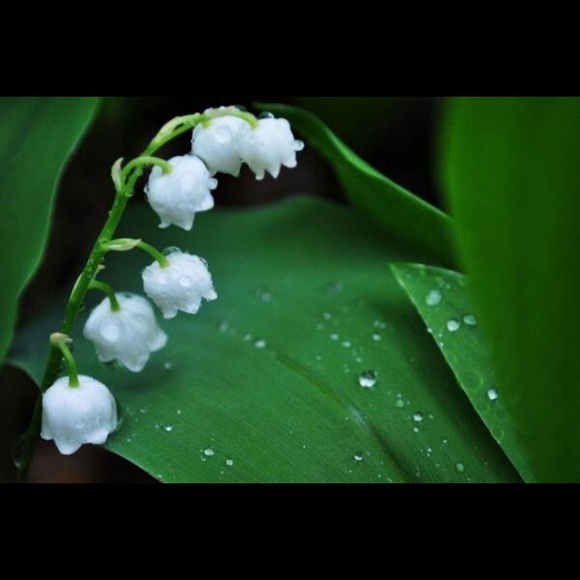 Meet your Posher, Rinah - Picture 1 of 1